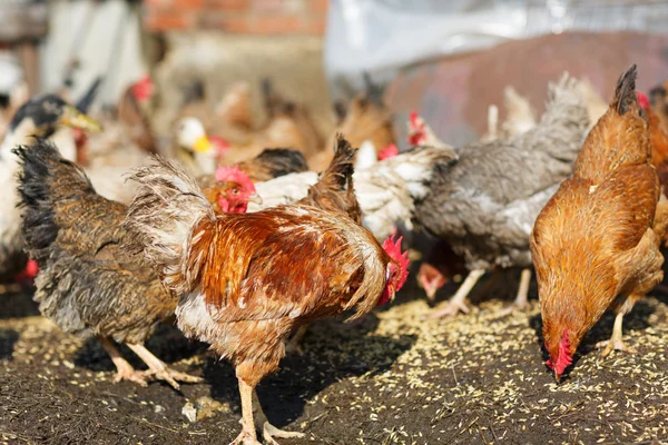 Kuřata jíst kukuřici — Stock fotografie