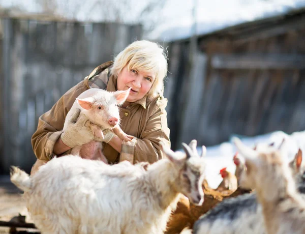 Vrouwelijke boer houden een kleine varken — Stockfoto