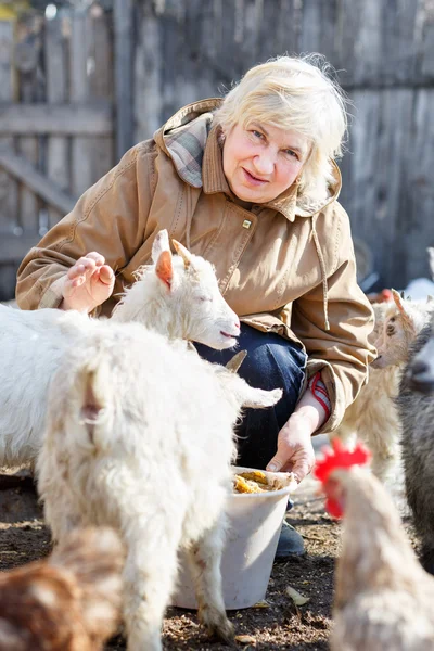 Счастливая женщина кормит маленьких коз и кур — стоковое фото