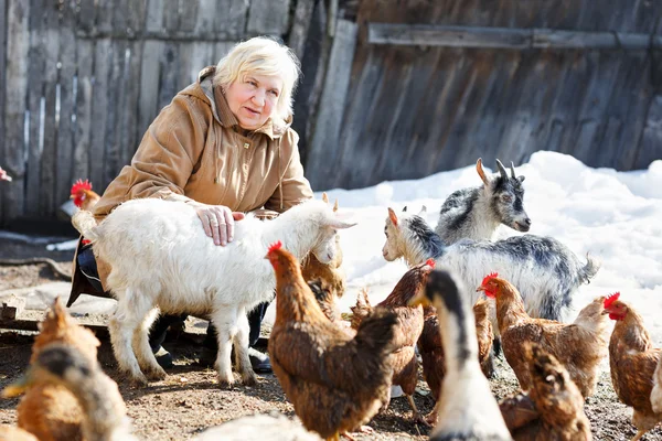 Žena se stará, malé kozy a slepice na farmu — Stock fotografie