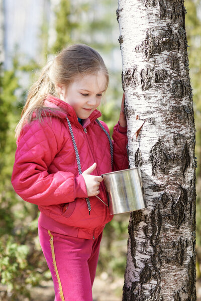 little girl collects birch sap in woods