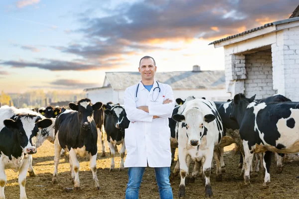 Veterinarian at  farm cattle — Stock Photo, Image