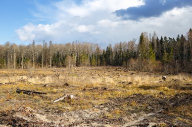 Ormansızlaşma woods sonra oturum woods güdük