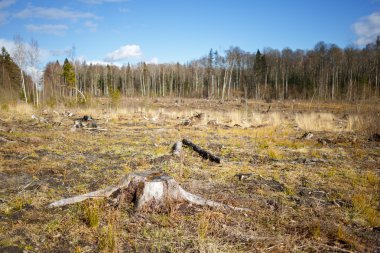 Ormansızlaşma woods sonra oturum woods güdük