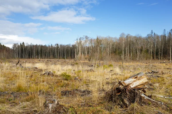 Tronco de desmatamento florestal após floresta de desmatamento — Fotografia de Stock