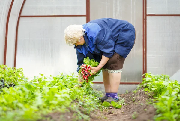 Взрослая женщина собирает урожай в теплице — стоковое фото