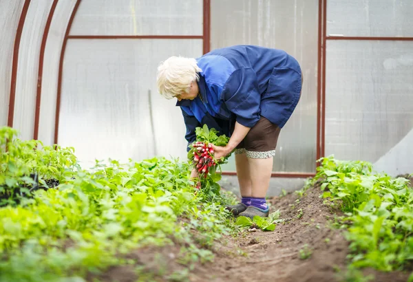 Erwachsene Frau erntet im Gewächshaus — Stockfoto