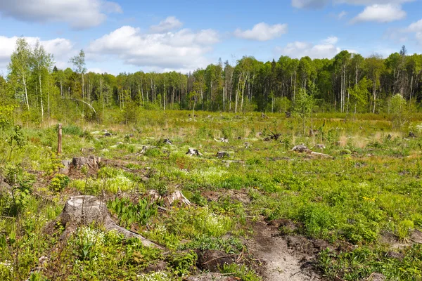 Woods logging  stump after deforestation  woods — Stock Photo, Image