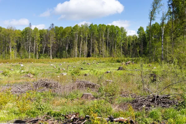 Tronco de desmatamento florestal após floresta de desmatamento — Fotografia de Stock