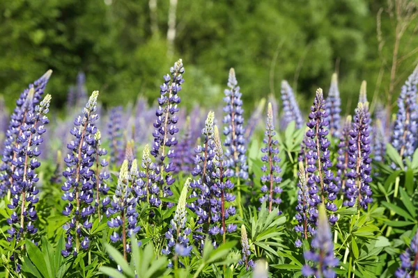 Vahşi lupines — Stok fotoğraf