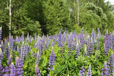 vahşi lupines  
