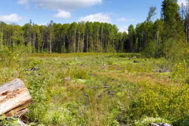 Ormansızlaşma woods sonra oturum woods güdük  