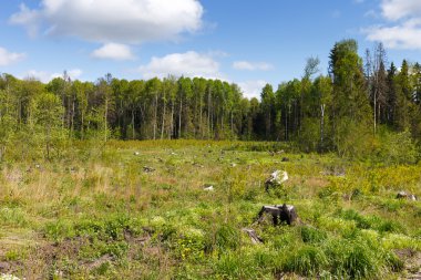 Ormansızlaşma woods sonra oturum woods güdük  