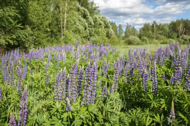 vahşi lupines  