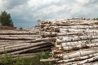 Ağaçlar kesilmiş gövdeleri