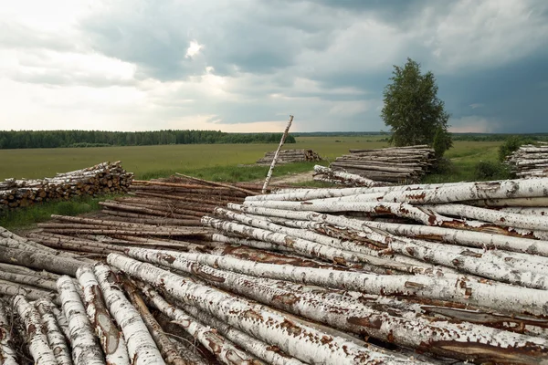 Troncos de árvores cortadas e empilhadas — Fotografia de Stock