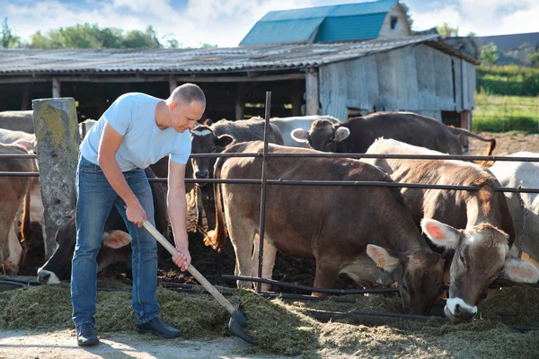 Agricultor está trabajando en granja con vacas lecheras —  Fotos de Stock