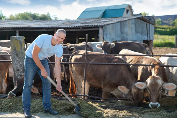 A gazda tejelő tehenekkel dolgozik a gazdaságban. — Stock Fotó