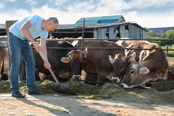 Agricultor está trabalhando na fazenda com vacas leiteiras — Fotografia de Stock