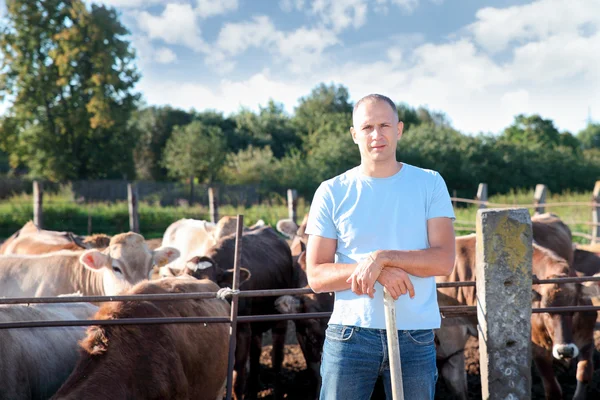 A gazda tejelő tehenekkel dolgozik a gazdaságban. — Stock Fotó