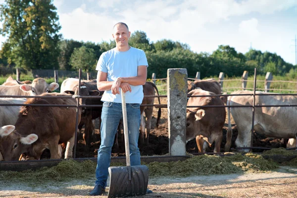 Landwirt arbeitet auf Hof mit Milchkühen — Stockfoto