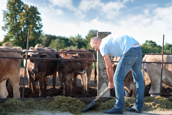 Agricultor está trabajando en granja con vacas lecheras — Foto de Stock