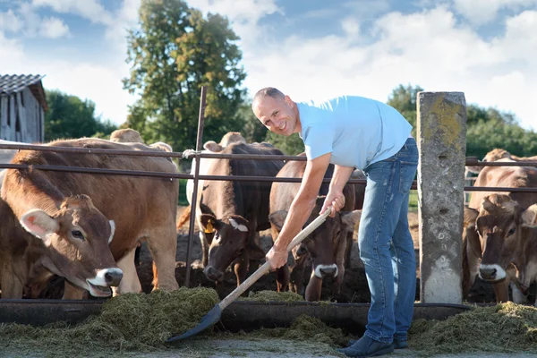 Çiftçi çiftlikte ineklerle çalışıyor. — Stok fotoğraf