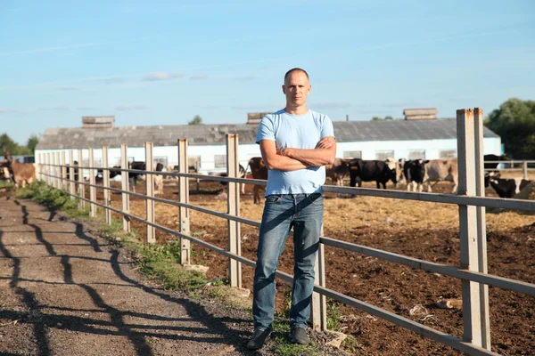 L'agricoltore lavora in azienda con vacche da latte — Foto Stock