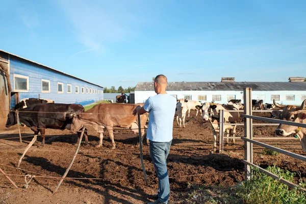 Landwirt arbeitet auf Hof mit Milchkühen — Stockfoto
