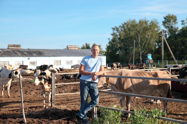 Agricultor está trabajando en granja con vacas lecheras — Foto de Stock