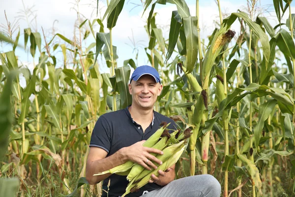 Recolección de maíz en el campo — Foto de Stock