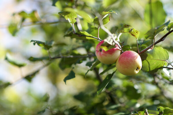 red apples