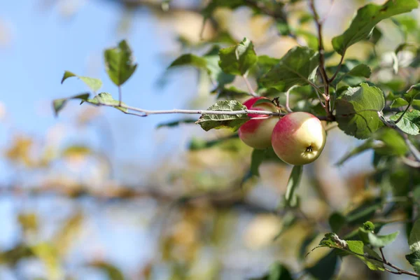 Manzanas rojas —  Fotos de Stock