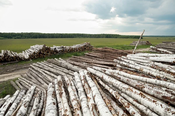 Trädstammar skär och staplade i förgrunden, grön skog. — Stockfoto