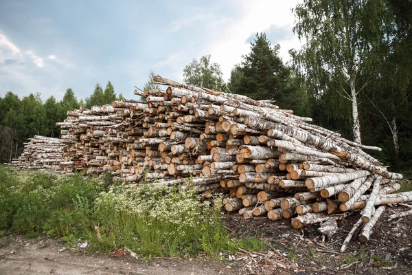 Kmeny stromů řez a stohu v popředí, zelený Les. — Stock fotografie