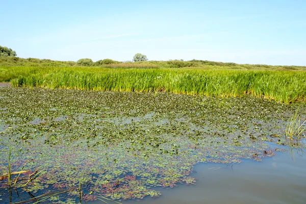 Swamp op grassen oppervlak — Stockfoto