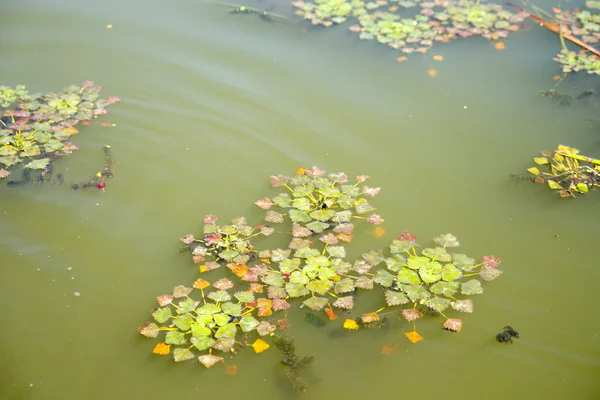 Swamp op grassen oppervlak — Stockfoto