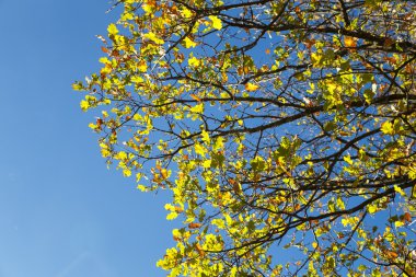 Sonbahar meşe ağacı