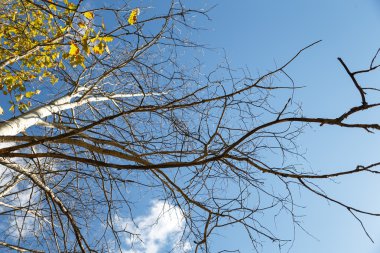 Ağaç dalı liken yararlı ile