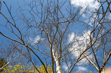 Ağaç dalı liken yararlı ile