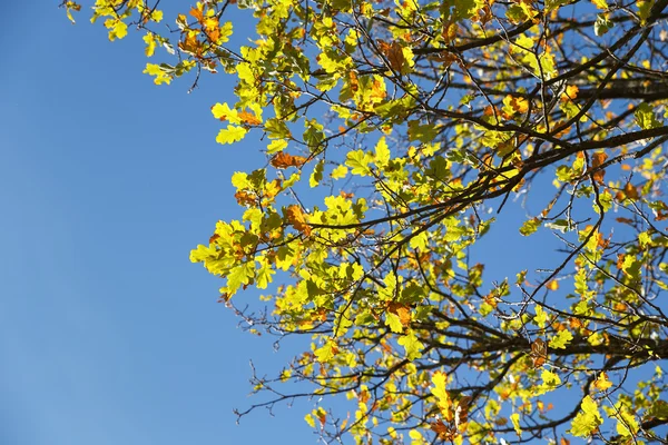 秋の樫の木 — ストック写真