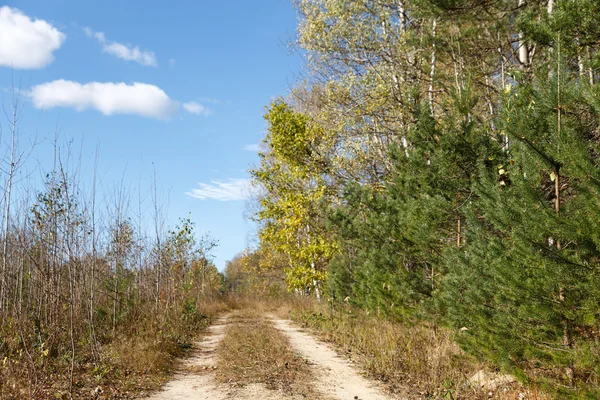 Dalende eikenbladeren op schilderachtige herfst bos — Stockfoto