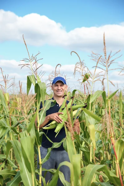 Recolección de maíz en el campo — Foto de Stock