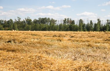 Biçilmiş buğday ve saman