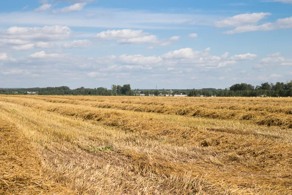 Mown wheat and straw — Stock Photo, Image