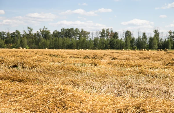 Mown wheat and straw — Stock Photo, Image