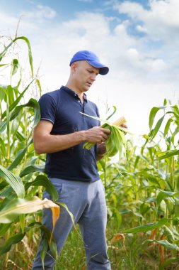 Mısır sahada toplama