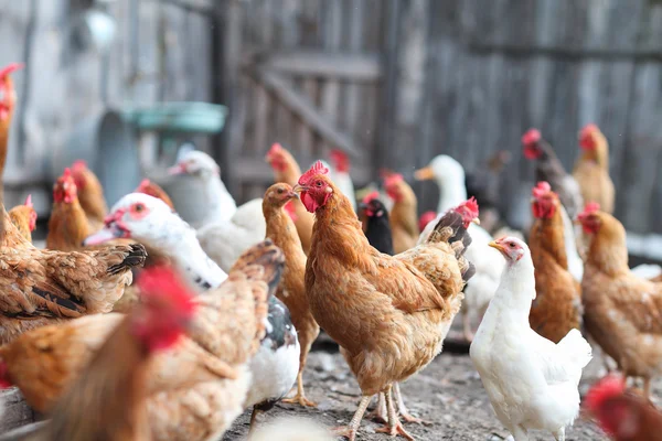 Gansos y pollo en la granja — Foto de Stock