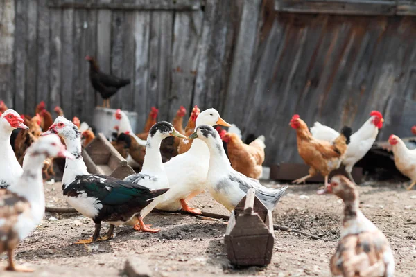 Gansos y pollo en la granja — Foto de Stock