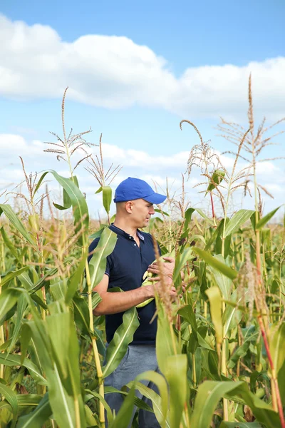 Recolección de maíz en el campo — Foto de Stock